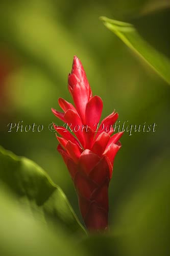 Red Ginger, Maui, Hawaii Picture Photo - Hawaiipictures.com