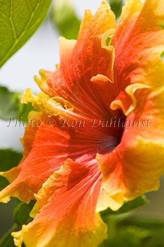 Hibiscus, Maui, Hawaii Picture - Hawaiipictures.com