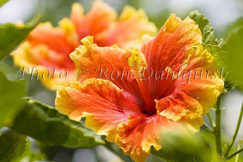 Hibiscus, Maui, Hawaii - Hawaiipictures.com