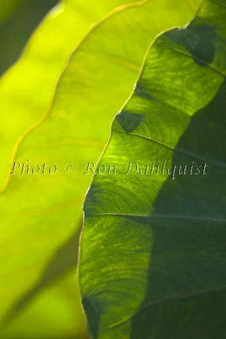Taro leaves, Maui, Hawaii - Hawaiipictures.com