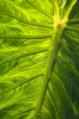 Taro leaves, Maui, Hawaii Picture Photo - Hawaiipictures.com