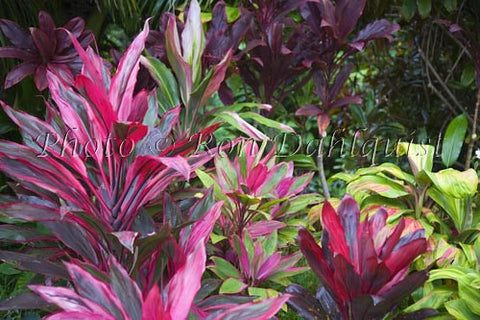 Variegated Ti leaves, Hana, Maui, Hawaii - Hawaiipictures.com