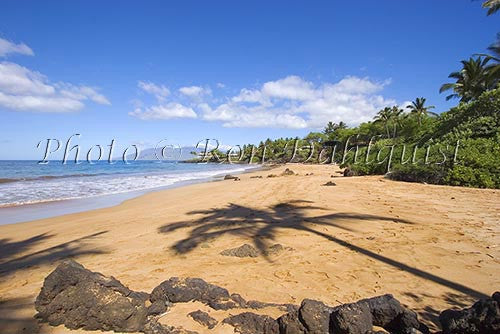 King Protea, Upcountry Maui - Hawaiipictures.com