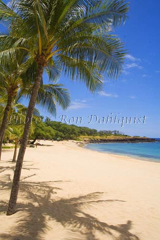 Palm trees on beautiful Hulopoe Beach at Manele Bay, Lanai, Hawaii Picture - Hawaiipictures.com