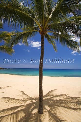 Palm trees on beautiful Hulopoe Beach at Manele Bay, Lanai, Hawaii Photo - Hawaiipictures.com