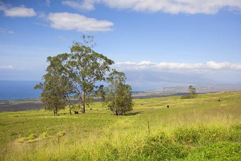 Rolling fields of Ulupalakua, Upcountry Maui - Hawaiipictures.com