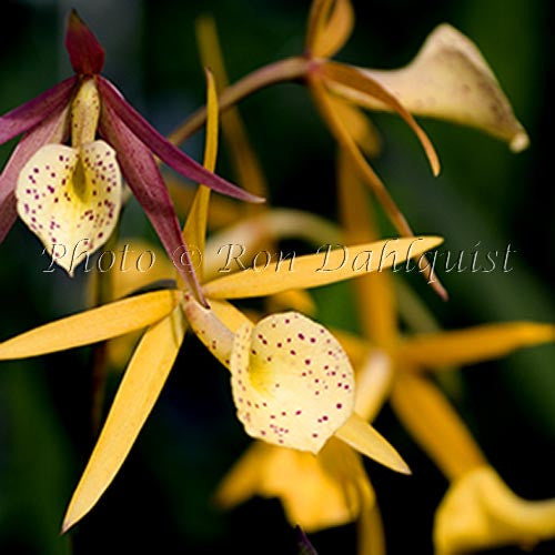 B. 'Yellow Bird', orchid, Hawaii - Hawaiipictures.com