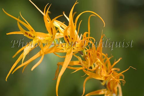 Brsda. Orange Delight, 'Starbek', Kawamoto Orchid Nursery, Oahu - Hawaiipictures.com