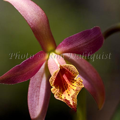 Blc. 'Golden Tang' orchid, Hawaii - Hawaiipictures.com