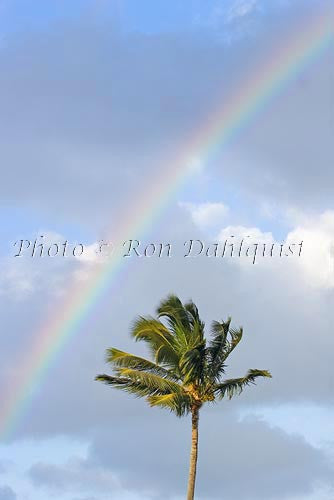 Rainbow and palm tree. Maui, Hawaii - Hawaiipictures.com