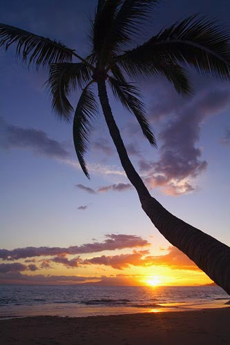 Palm tree at sunset, Kamaole Beach One, Kihei, Maui, Hawaii - Hawaiipictures.com