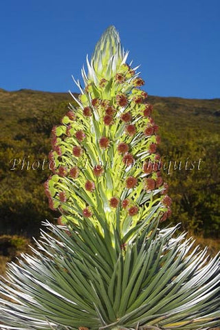 Silversword plant on Haleakala, Maui, Hawaii Picture - Hawaiipictures.com