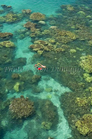 Snorkelers exploring the beautiful coral near Olowalu, Maui, Hawaii Picture - Hawaiipictures.com