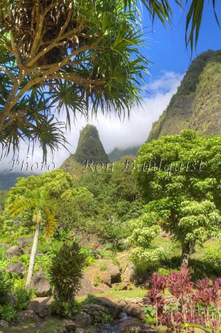 Iao Needle at Iao Valley State Park, Maui, Hawaii Picture Photo Print - Hawaiipictures.com