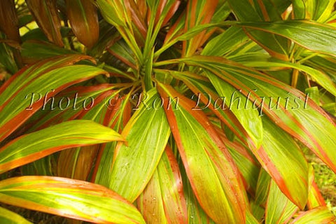 Variegated Ti leaves, Maui, Hawaii Photo Stock Photo - Hawaiipictures.com