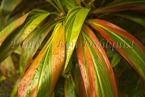 Variegated Ti leaves, Maui, Hawaii - Hawaiipictures.com