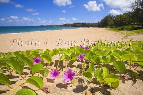 Beach Morning Glorys on Fleming Beach, Kapalua, Maui, Hawaii Photo - Hawaiipictures.com