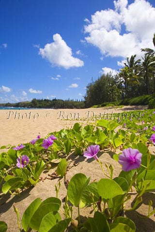 Beach Morning Glorys on Fleming Beach, Kapalua, Maui, Hawaii Picture Photo - Hawaiipictures.com