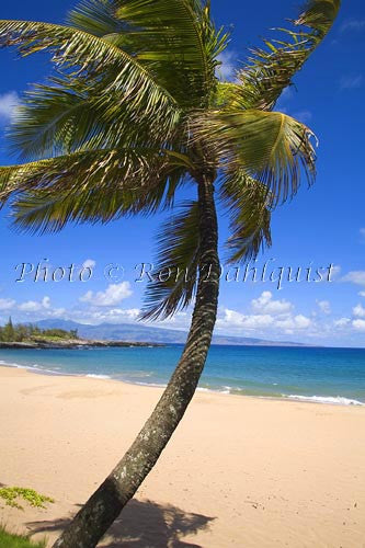 Palm tree on Fleming Beach, Kapalua, Maui, Hawaii - Hawaiipictures.com