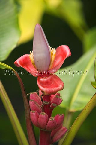 Banana Flower, Maui, Hawaii Picture - Hawaiipictures.com