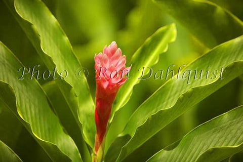 Pink Ginger, Hana, Maui, Hawaii - Hawaiipictures.com