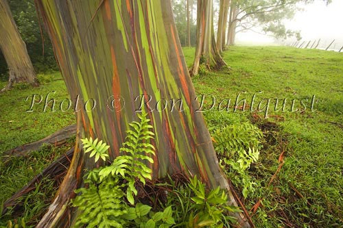 Rainbow Eucalyptus tree on the road to Hana, Maui, Hawaii Picture Photo - Hawaiipictures.com