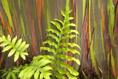 Rainbow Eucalyptus tree on the road to Hana, Maui, Hawaii - Hawaiipictures.com