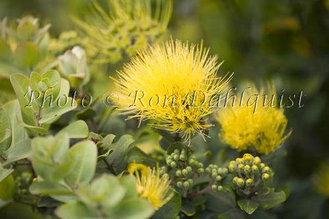 Ohia lehua, Metrosideros polymorpha, Maui, Hawaii Picture Stock Photo - Hawaiipictures.com