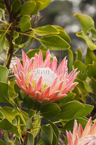 King protea flower, upcountry Maui - Hawaiipictures.com