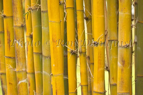 Bamboo, Hana, Maui, Hawaii - Hawaiipictures.com
