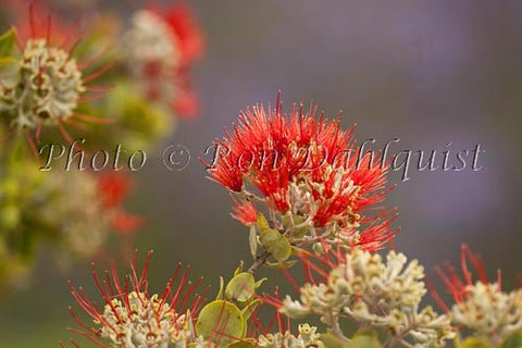 Ohia leHula blossoms, Maui, Hawaii - Hawaiipictures.com