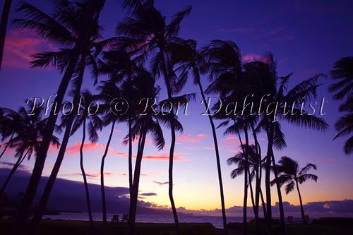 Sunset with palm trees on Maui, Hawaii - Hawaiipictures.com