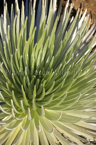 Close-up of Silversword, Haleakala, Maui, Hawaii Picture - Hawaiipictures.com