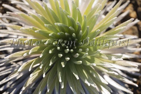 Close-up of Silversword, Haleakala, Maui, Hawaii - Hawaiipictures.com