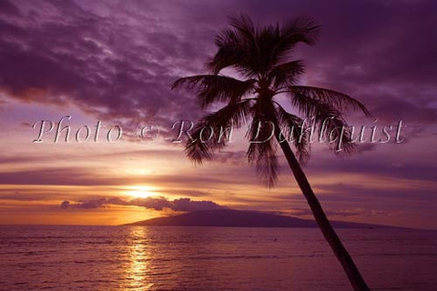 Palms at sunset from Lahaina, Maui. Lanai in distance - Hawaiipictures.com