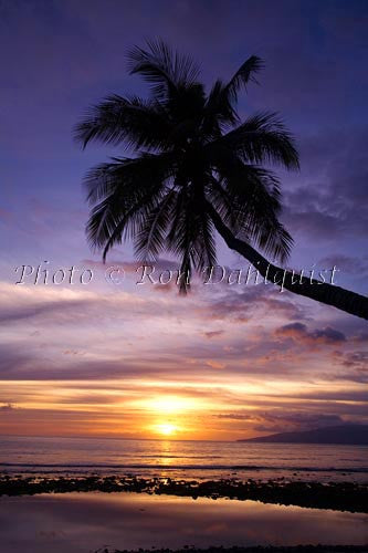Palm at sunset shot from Olowalu, Maui. Lanai in distance Picture - Hawaiipictures.com