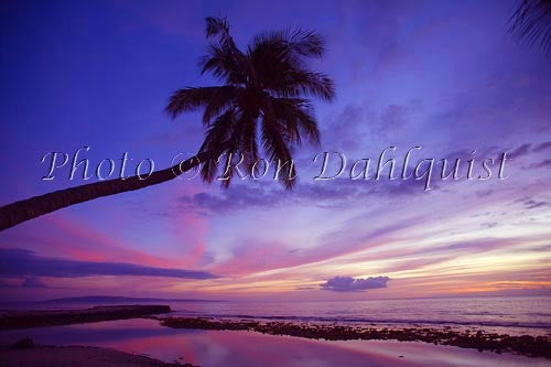 Palm at sunset shot from Olowalu, Maui. Lanai in distance Picture Photo - Hawaiipictures.com