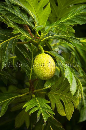 Breadfruit (Artocarpus altilis), growing in Hana, Maui - Hawaiipictures.com