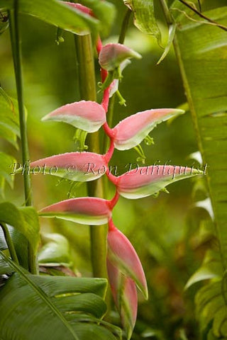 Sexy Pink Heliconia flower, Hana, Maui, Hawaii - Hawaiipictures.com