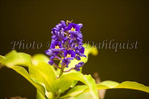 Blue Ginger tropical flower, Maui, Hawaii - Hawaiipictures.com