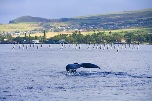 Humpback whales, early morning off of Lahaina, Maui, Hawaii - Hawaiipictures.com