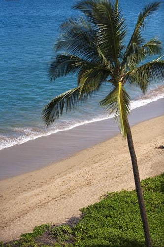 Palm tree on the beach in Kaanapali with turquoise blue ocean in background - Hawaiipictures.com