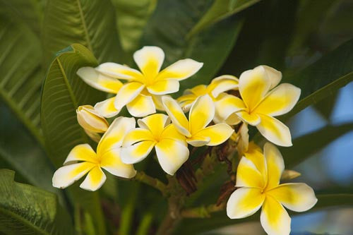 Yellow plumeria flowers, Hawaii - Hawaiipictures.com