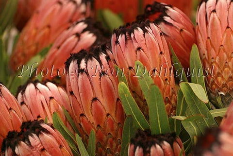 Pink Minks , Protea blossoms, Kula, located Upcountry Maui, Hawaii - Hawaiipictures.com