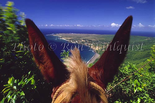 View from atop a mule of Kalaupapa, Molokai, Hawaii - Hawaiipictures.com