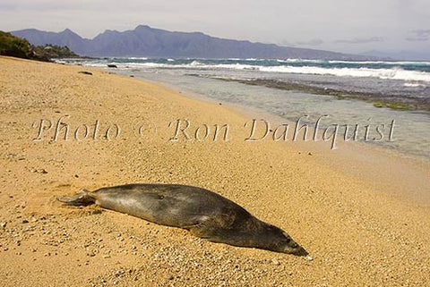 Hawaiian monk seal on the beach at Ho'okipa, Maui, Hawaii - Hawaiipictures.com