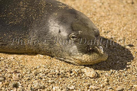 Hawaiian monk seal on the beach at Ho'okipa, Maui, Hawaii Picture - Hawaiipictures.com