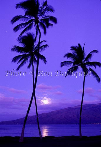 Moon setting with Silhouetted palm trees, Kiehi, Maui, Hawaii - Hawaiipictures.com