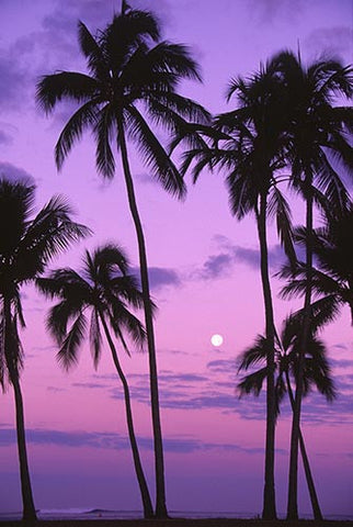 Palm trees and moon at sunset, Oahu, Hawaii - Hawaiipictures.com