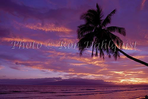 Silhouette of palm tree at sunset with Island of Lanai in distance. Maui, Hawaii Picture - Hawaiipictures.com